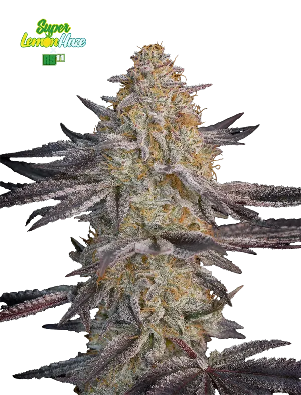 Super Lemon Haze x RS11