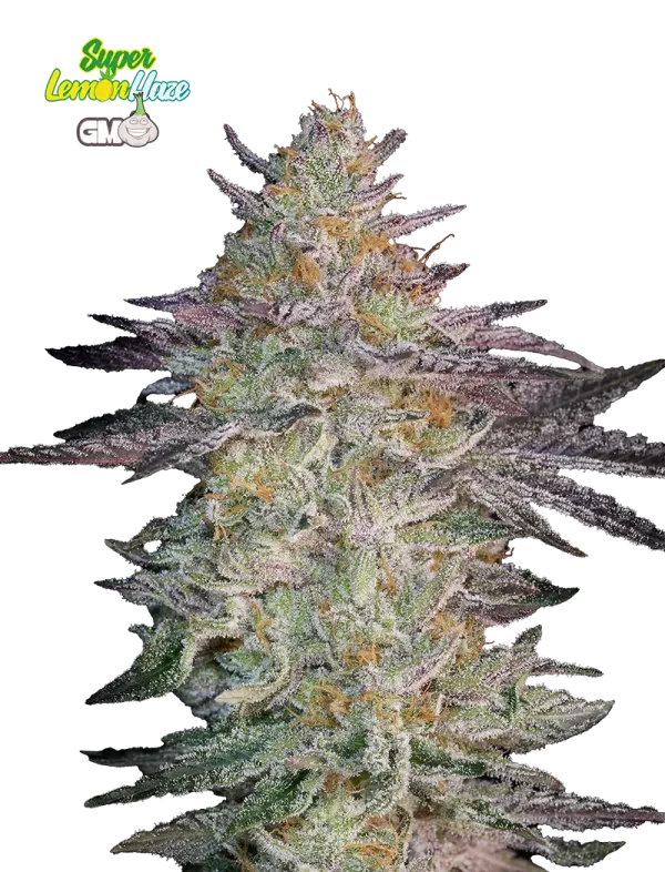 Super Lemon Haze x GMO