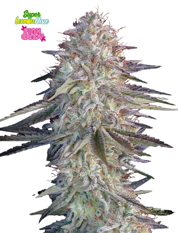 Super Lemon Haze x Pink Candy