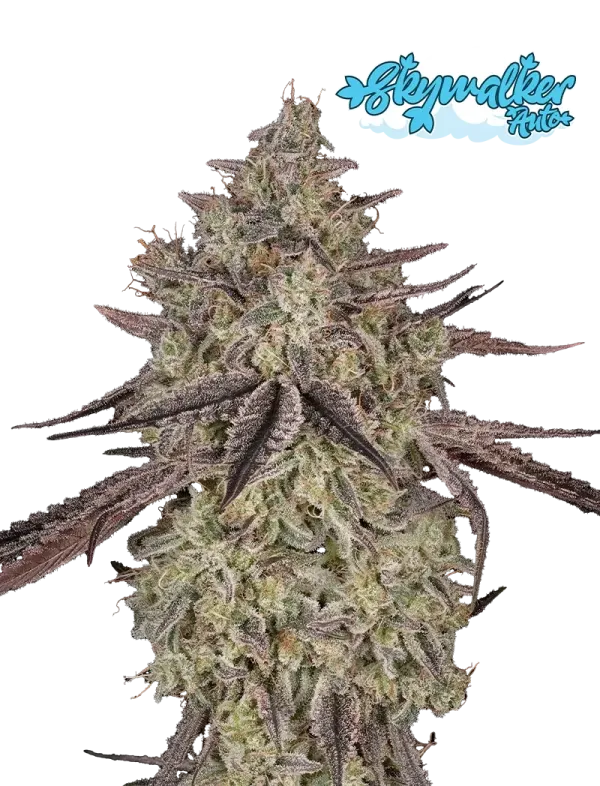 Skywalker Auto