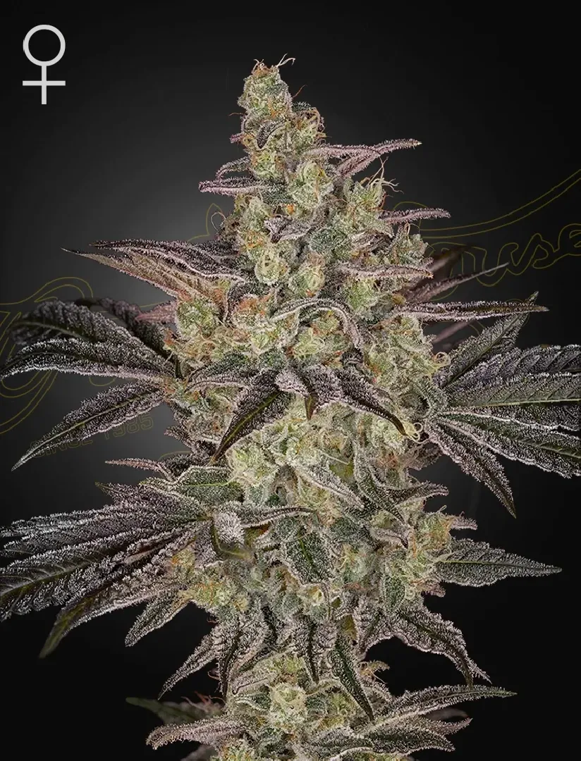 Biscotti Autoflowering