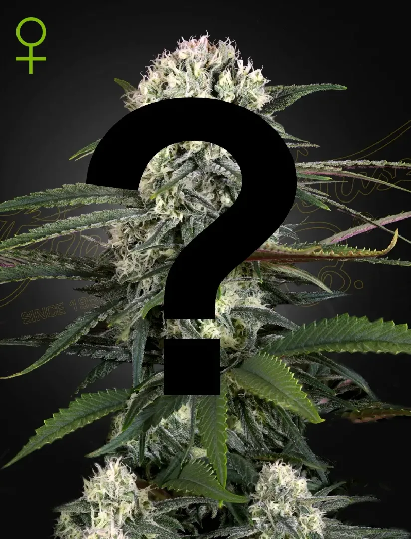 FREE mystery seed pack