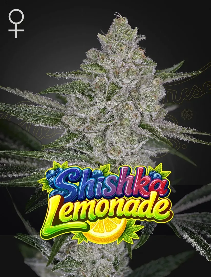 Shishka Lemonade