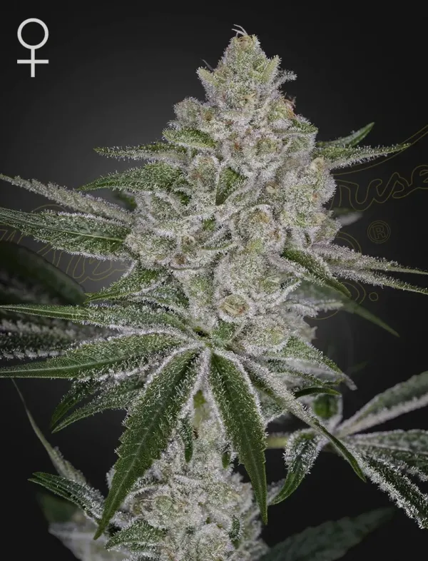 SHISHKA LEMONADE