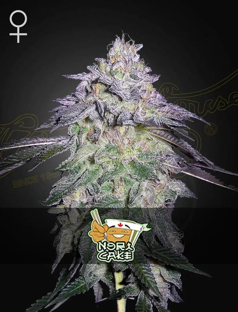 Nori Cake Cannabis Strain
