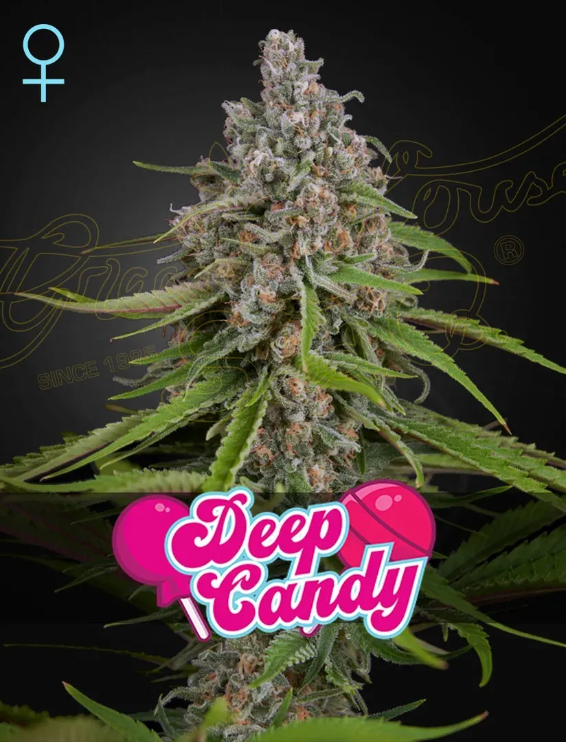 Deep Candy  (Feminised)
