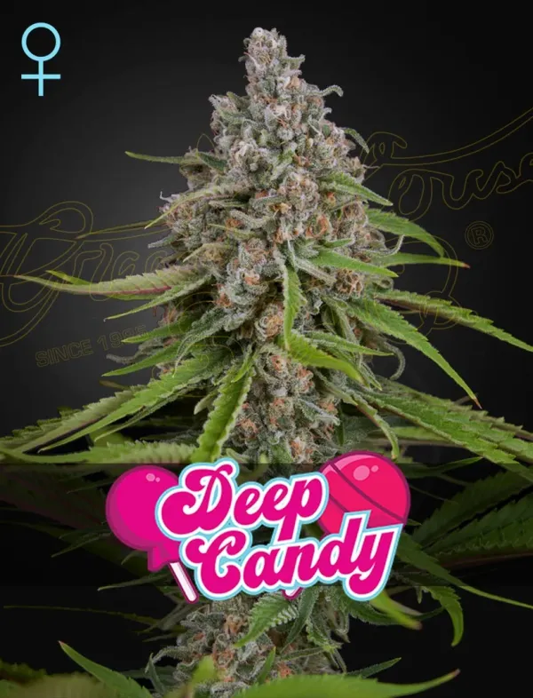 Deep Candy  (Feminised)