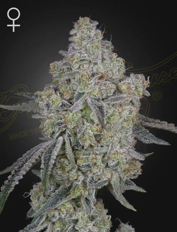 HONEY DIPPER - Air Lemon x Honey Bananas