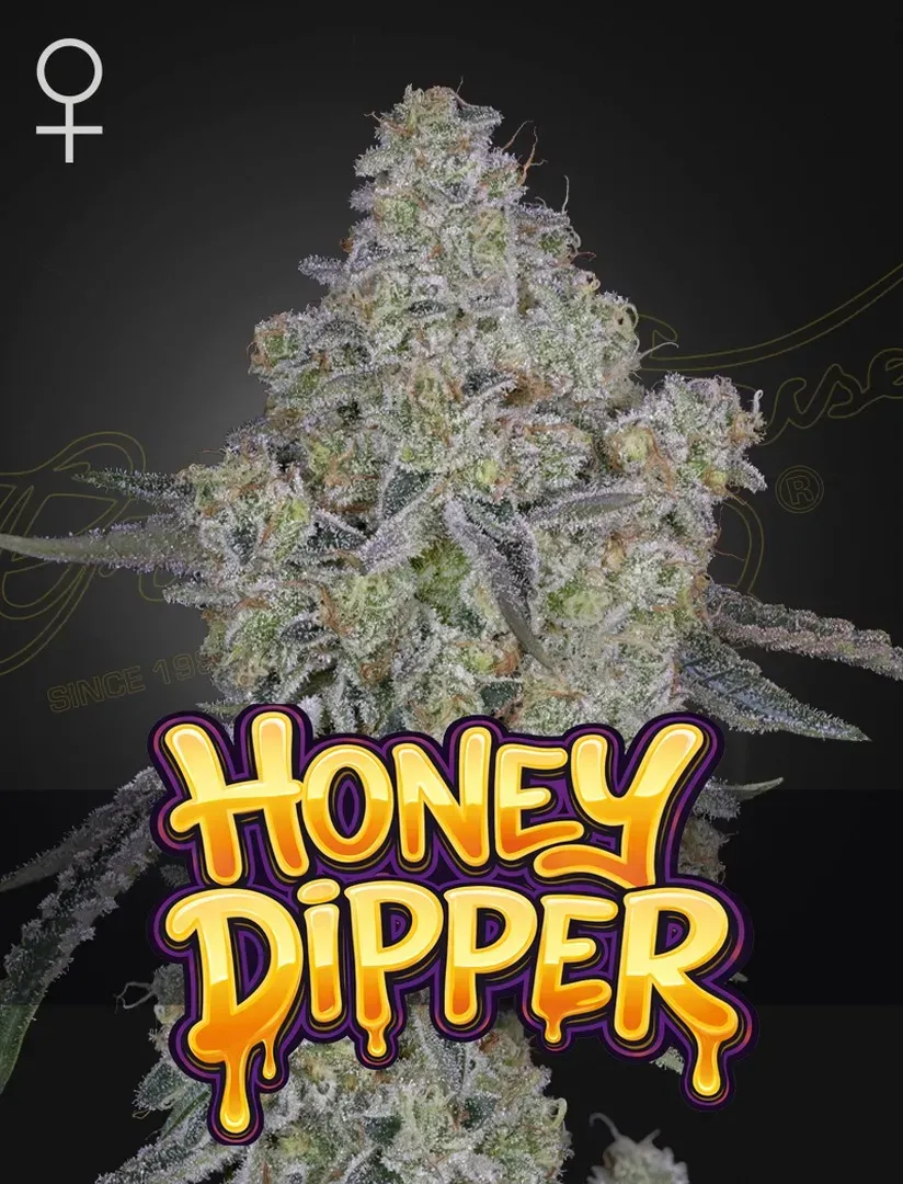HONEY DIPPER - Air Lemon x Honey Bananas