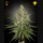 Super Lemon Haze (Feminised)