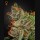 King's Kush