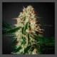 Arjan's Haze Seeds