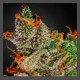Kush Strains
