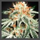 White Family Seeds