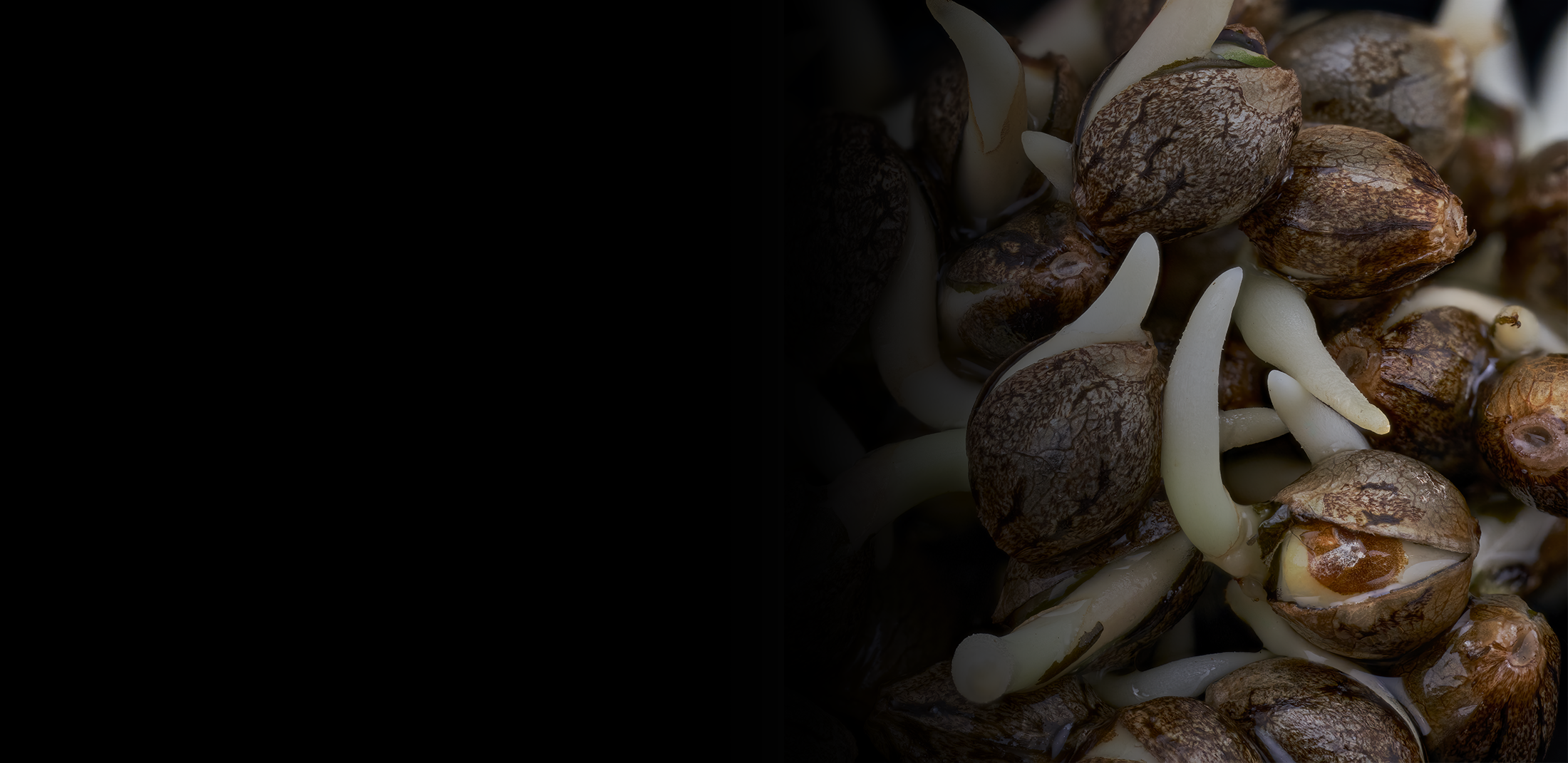 Buy Cannabis Seeds Online